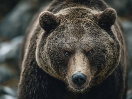 Nvidia shares fall nearly 5% and risk trades roll over