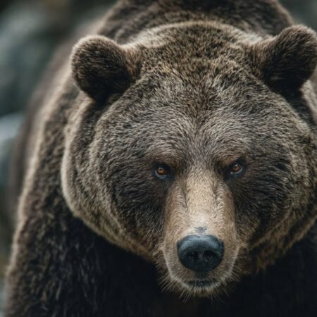 Nvidia shares fall nearly 5% and risk trades roll over